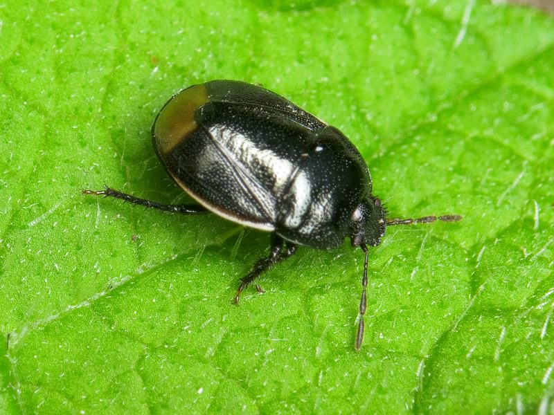 Legnotus limbosus (Geoffroy, 1785)